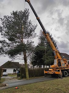 Kácení a rizikové kácení stromů