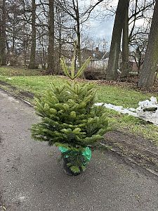 Prodej mulčovací kůry, štěpky i vánočních stromků