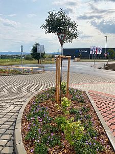 Sázení stromů a keřů, výsadba květinových záhonů a založení skalky